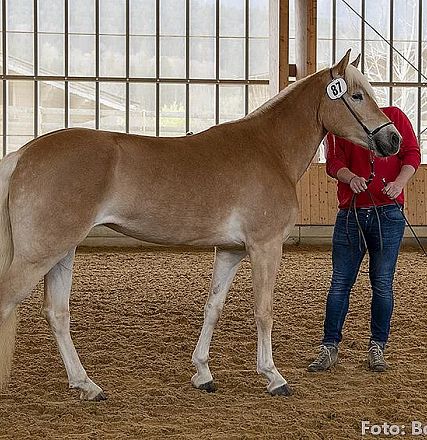 Ein elegantes, hellbraunes Pferd mit heller Mähne steht in einer Reithalle. Eine Person in rotem Oberteil hält das Pferd an der Leine.
