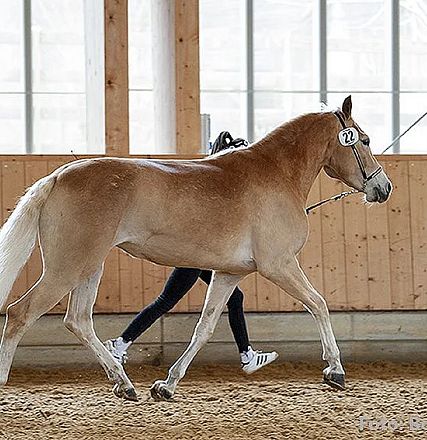 Ein braunes Pferd mit heller Mähne wird in einer Reithalle von einer Person geführt. Das Pferd trägt die Startnummer 22 auf seiner Trense.