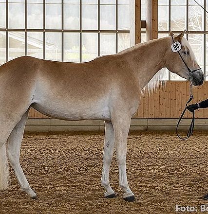 Eine Frau steht in einer Reithalle neben einem großen, hellbraunen Pferd mit weißer Mähne. Die Frau hält das Pferd am Zügel und schaut es an.