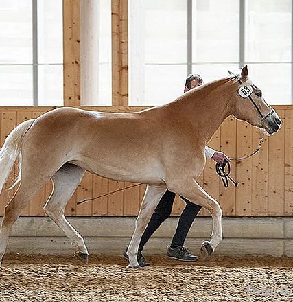 Ein hellbraunes Pferd mit weißer Mähne wird von einer Person an einem Führstrick in einer Reithalle geführt. Der Hintergrund ist aus Holzpaneelen.