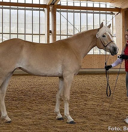 Eine Frau in roter Weste hält ein Haflinger-Pferd mit hellem Fell in einer Reithalle. Beide stehen auf Sandboden, im Hintergrund Holzpaneele und Fenster.