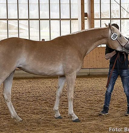 Ein hellbraunes Pferd steht in einer Reithalle. Eine Person hält das Pferd am Halfter. Im Hintergrund sind Holzwände und große Fenster sichtbar.