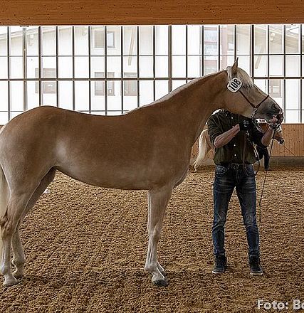 Ein großes, schönes Pferd steht in einer hellen Reithalle. Der Reiter, dessen Gesicht nicht sichtbar ist, hält das Pferd an den Zügeln.