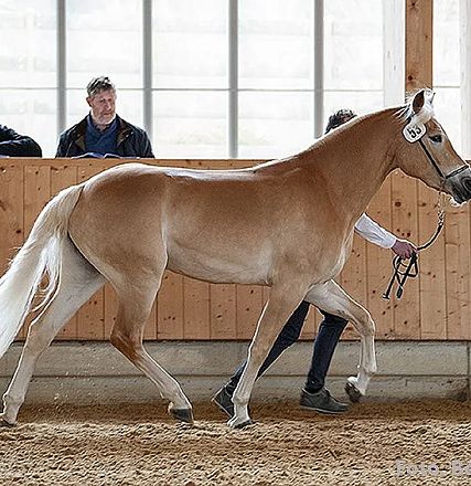 Ein Haflinger-Pferd wird in einer Halle vorgestellt, geführt von einer Person. Im Hintergrund stehen zwei Personen an einer Holzwand mit Buchstabenmarkierung.