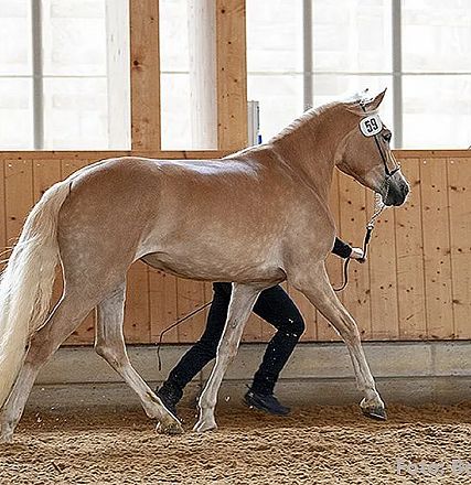 Ein elegantes hellbraunes Pferd wird in einer Halle von einer Person geführt. Das Pferd trägt eine Nummer auf seinem Zaumzeug und bewegt sich graziös.