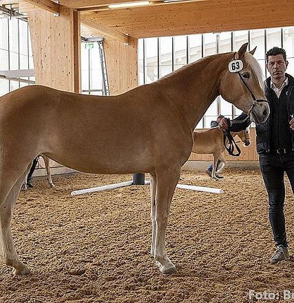 Ein hellbraunes Pferd steht in einer Reithalle. Ein Mann hält es an einem Führstrick. Die Halle hat große Fenster und Holzwände.
