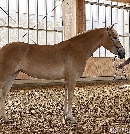 Ein Mann steht in einer Reithalle neben einem hellbraunen Pferd mit blonder Mähne. Die Halle hat große Fenster, die viel Tageslicht hereinlassen.