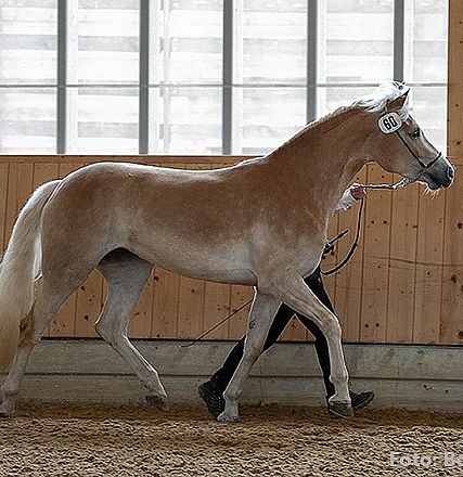 Ein hellbraunes Pferd mit heller Mähne wird von einer Person an einer Leine in einer Reithalle geführt. Die Halle hat große Fenster im Hintergrund.