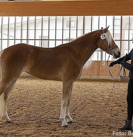 Eine Person steht in einer Reithalle neben einem braunen Pferd mit heller Mähne. Die Person hält das Pferd am Zügel und trägt eine schwarze Reitermontur.