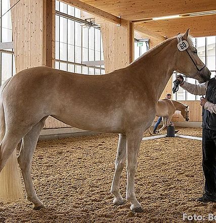Ein hellbraunes Pferd mit heller Mähne steht in einer Reithalle. Ein Mann hält das Pferd am Halfter. Der Boden ist mit Sand oder Sägemehl bedeckt.