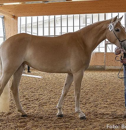 Ein hellbraunes Pferd steht in einer Reithalle auf einem sandigen Boden. Zwei Personen stehen rechts, wobei eine Person das Pferd hält.