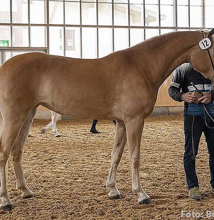 Braunes Pferd in einer Reithalle, markiert mit der Nummer 12, wird von zwei Personen begutachtet. Der Boden der Halle ist mit Sand bedeckt.