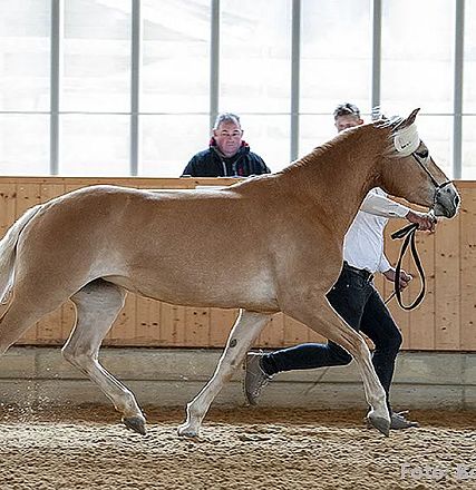 Ein hellbraunes Pferd wird von einer Person in einer Reithalle geführt. Im Hintergrund stehen zwei Personen an einer Holzwand.