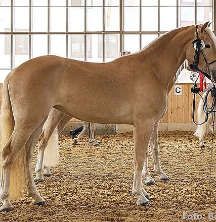 Pferd mit glänzendem, hellem Fell steht seitlich in einer Reithalle. Eine Person hält es am Zügel. Im Hintergrund sind Holzwände und große Fenster zu sehen.