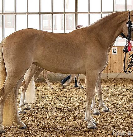Ein elegantes, hellbraunes Pferd steht in einer Reithalle. Es wird von einer Person am Zügel gehalten. Der Boden ist mit Stroh bedeckt.
