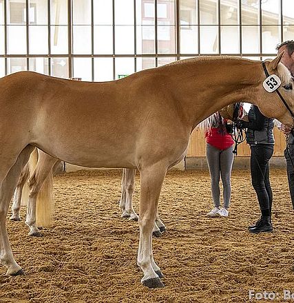 Ein braunes Pferd steht in einer Reithalle neben einem Mann mit einer Nummer auf seinem Arm. Im Hintergrund sind weitere Menschen und Fenster zu sehen.