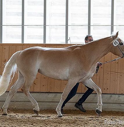 Ein hellbraunes Pferd wird von einer Person in einer Halle geführt. Das Pferd trägt eine Nummer am Kopf. Der Boden ist mit Sägespänen bedeckt.