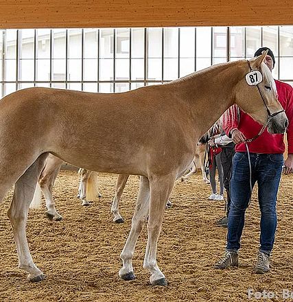 Ein Pferd steht in einer Halle, geführt von einer Person in roter Kleidung. Die Halle hat große Fenster und einen hellen Sandboden. Nummer 81 am Pferd.