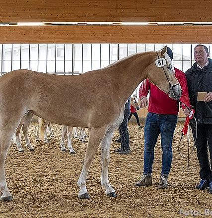 Ein blondes Pferd steht in einer Reithalle. Zwei Männer stehen daneben, einer hält das Pferd am Halfter. Die Halle hat helle Holzwände und große Fenster.