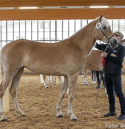 Pferd in einer Reithalle, geführt von einer Person. Das Pferd hat ein glänzendes, hellbraunes Fell und steht auf sandigem Boden. Große Fenster im Hintergrund.
