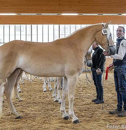 Eine sandfarbene Stute steht in einer Reithalle, gehalten von einem Mann mit rotem Band. Im Hintergrund sind weitere Pferde und eine Person zu sehen.