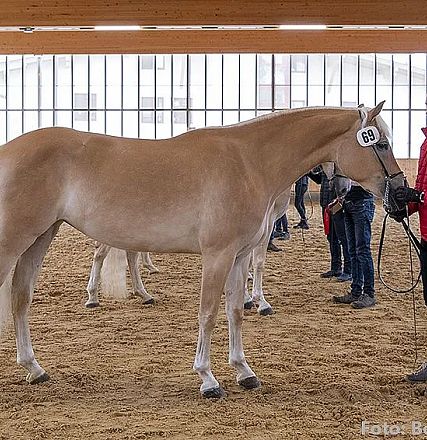 Eine Person in einer roten Jacke hält ein Pferd in einer geräumigen, hellen Halle. Der Boden ist aus Sand, und es gibt große Fenster im Hintergrund.