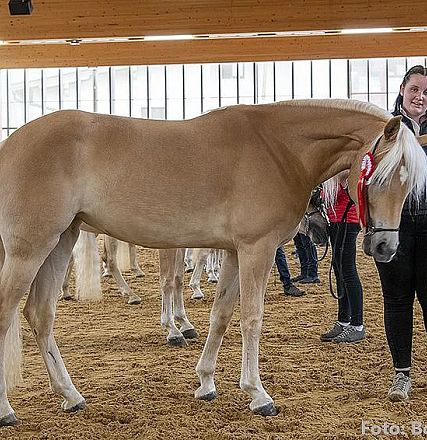 Eine Frau steht in einer Reithalle neben einem hellbraunen Pferd mit weißem Schopf. Im Hintergrund sind weitere Pferde und Personen zu sehen.