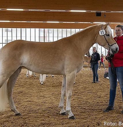 Eine Person steht in einer Reithalle neben einem hellbraunen Pferd mit einer Nummer auf dem Zaumzeug. Im Hintergrund sind weitere Pferde und Personen zu sehen.