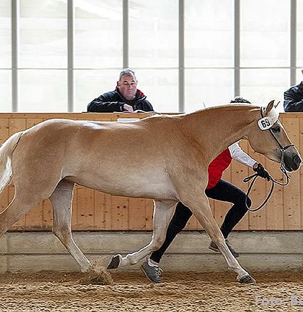 Braunes Pferd mit weißer Mähne wird von einer Person in rotem Oberteil geführt; zwei Zuschauer im Hintergrund. Szene in einer Halle mit Holzverkleidung.