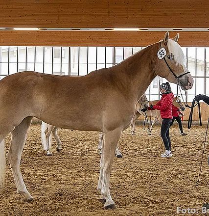 Ein hellbraunes Pferd steht in einer Reithalle neben einer Person, die es am Zügel hält. Der Boden ist mit Sägemehl bedeckt, im Hintergrund weitere Pferde.