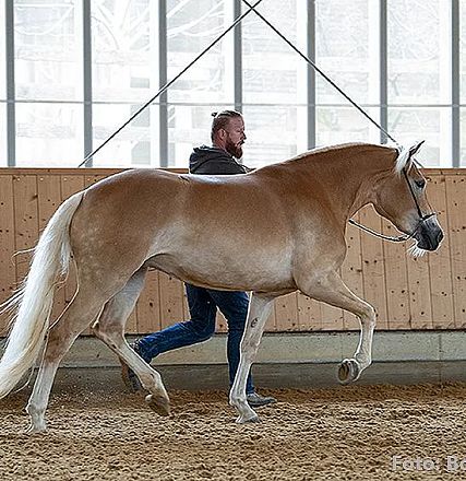 Ein hellbraunes Pferd mit weißer Mähne wird in einer Halle von einem Mann geführt. Der Boden ist mit Sand bedeckt, und im Hintergrund sind große Fenster.