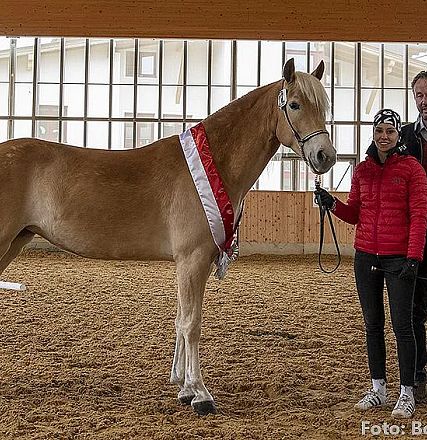 Ein Haflinger-Pferd mit einer rot-weißen Schärpe steht in einer Reithalle. Neben dem Pferd stehen eine Frau in roter Jacke und ein Mann im Anzug.