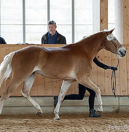 Ein braunes Pferd wird in einer Reithalle präsentiert, geführt von einer Person in schwarzer Kleidung. Zwei Personen beobachten von einem Holzzaun aus.