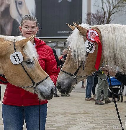 Zwei Helflinger-Pferde mit den Nummern 11 und 59 stehen sich gegenüber. Eine Frau und ein Mann halten sie. Die Szene ist auf einem öffentlichen Platz.