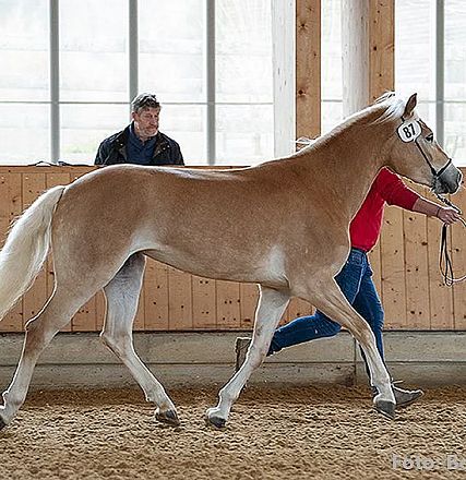Helles Pferd mit blonder Mähne wird in einer Halle von einer Person am Halfter geführt. Im Hintergrund sitzen zwei Personen vor Holzwänden.