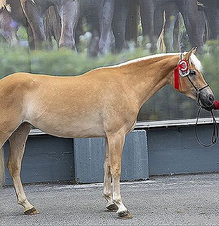Eine Frau im roten Mantel führt ein beiges Pferd mit einer roten Schleife am Kopf. Sie stehen vor einem Werbeplakat mit Pferdebildern im Hintergrund.