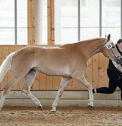 Eine Person führt ein großes, hellbraunes Pferd in einer Reithalle an einem Halfter. Beide bewegen sich im Gleichschritt auf einem sandigen Boden.