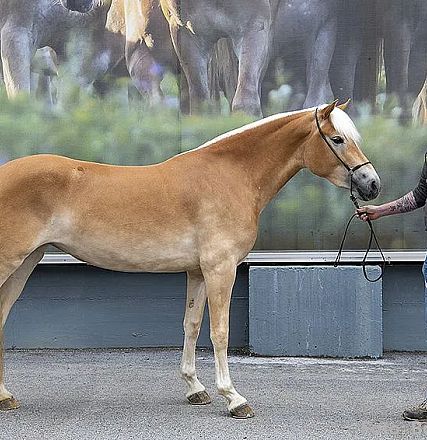 Ein Hellbraunes Pferd wird von einem Mann mit Bart an der Leine gehalten. Hinter ihnen eine große Fotowand mit verschwommenen Pferdebildern.
