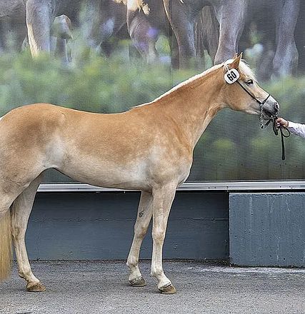 Ein blonder Haflinger wird von einem Mann an einem Halfter gehalten. Der Hintergrund zeigt einen verschwommenen Wald. Der Mann trägt eine Weste.