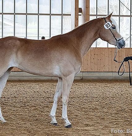 Eine Frau steht in einer Reithalle neben einem hellbraunen Pferd mit weißer Mähne und Schwanz. Beide schauen sich an, während das Pferd eine Nummer trägt.