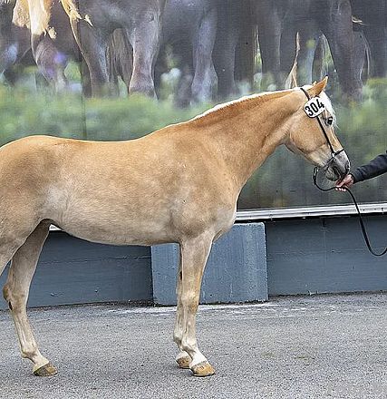 Ein Palomino-Pferd steht auf einem Platz und wird von einer Person an der Leine gehalten. Die Person trägt eine Nummer an der Leine, die auf das Pferd verweist.