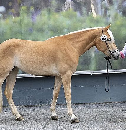Ein hellbraunes Pferd mit weißer Mähne steht neben einer Person, die es führt. Im Hintergrund sind verschwommene grüne Pflanzen zu erkennen.