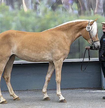 Ein cremefarbenes Pferd mit blonder Mähne steht neben einem Mann, der eine schwarze Jacke und Mütze trägt. Beide befinden sich draußen vor einer Wand.