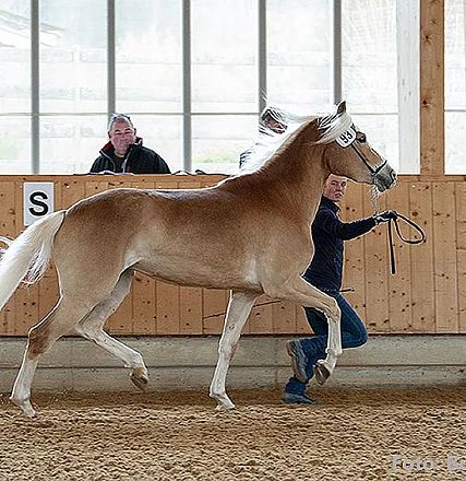 Ein braunes Pferd mit heller Mähne wird von einer Person in einer Reithalle an der Leine geführt. Im Hintergrund sind zwei Zuschauer zu sehen.