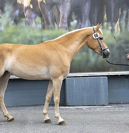 Ein hellbraunes Pferd wird von einem Mann an der Leine präsentiert. Das Pferd steht seitlich vor einer Wand mit einem Bild von mehreren Pferden.