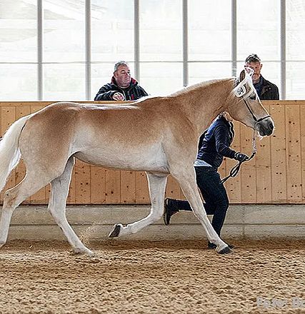 Eine Person führt ein hellbraunes Pferd in einer Reithalle. Zwei weitere Personen schauen vom Rand aus zu. Der Boden besteht aus Sand oder Sägemehl.