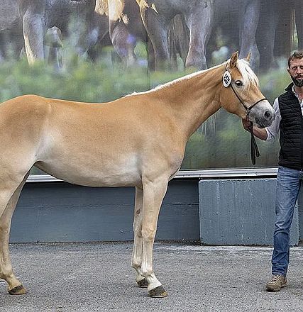 Ein cremefarbenes Pferd steht neben einem Mann und einer Frau. Der Mann hält das Pferd an einem Halfter. Sie stehen vor einer Wand mit einem Pferdebild.