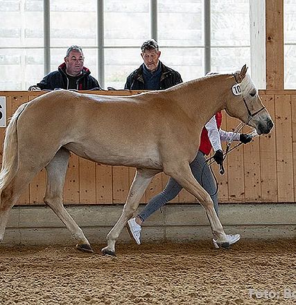 Ein blasses Pferd wird von einer Person in einer Halle geführt. Zwei Zuschauer beobachten das Geschehen vor einer Holzwand mit großen Fenstern.