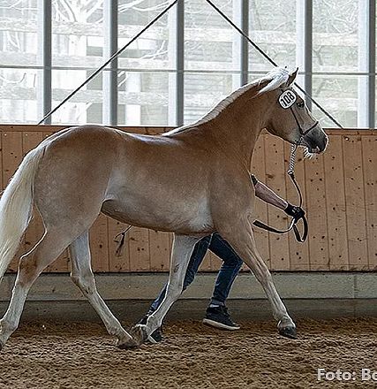 Ein elegantes Pferd mit hellem Fell wird in einer Reithalle von einer Person geführt. Das Tier trägt eine Nummer am Kopf.