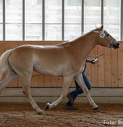 Ein hellbraunes Pferd wird von einer Person in einer Reithalle geführt. Im Hintergrund sind große Fenster und Holzwände sichtbar.